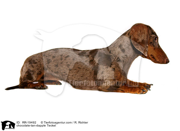 Tigerdackel / chocolate-tan-dapple Teckel / RR-19492