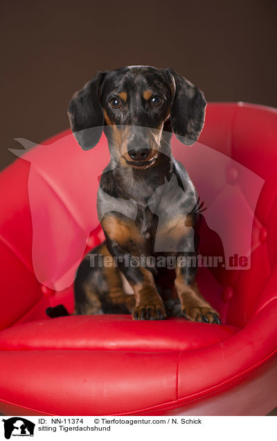 sitzender Tigerdackel / NN-11374