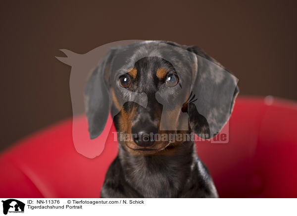 Tigerdackel Portrait / NN-11376