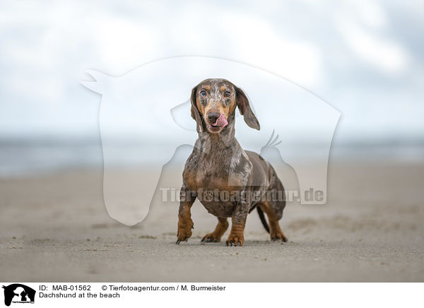 Tigerdackel am Strand / Dachshund at the beach / MAB-01562