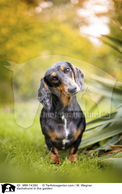 Tigerdackel im Garten / dachshund in the garden / MW-14380