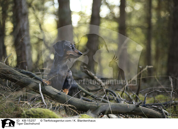 Tigerdackel / Tiger Dachshund / KB-15257