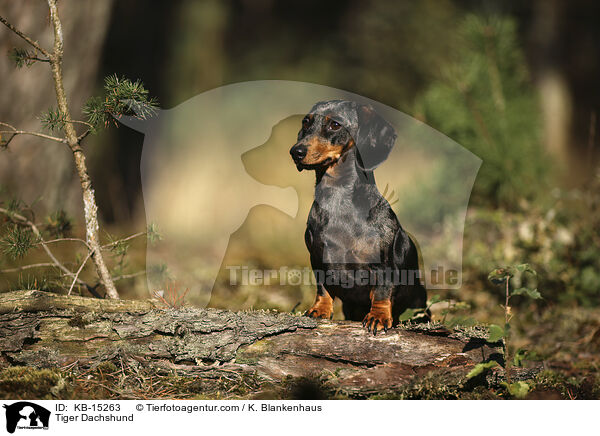 Tigerdackel / Tiger Dachshund / KB-15263