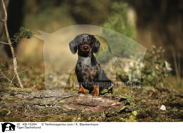 Tigerdackel / Tiger Dachshund / KB-15264