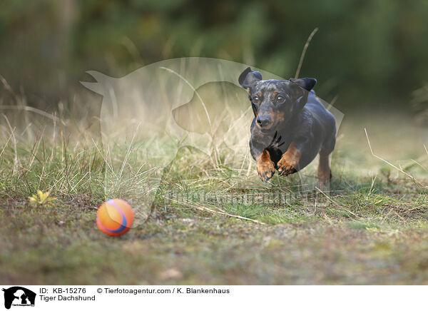 Tiger Dachshund / KB-15276