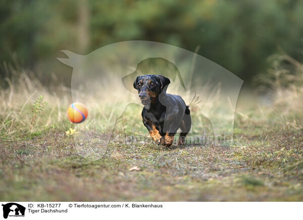 Tiger Dachshund / KB-15277