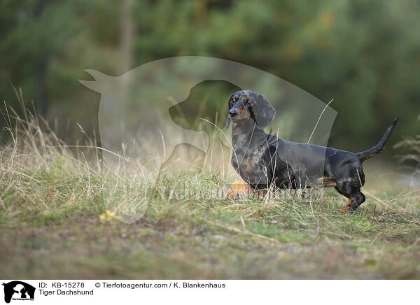 Tigerdackel / Tiger Dachshund / KB-15278