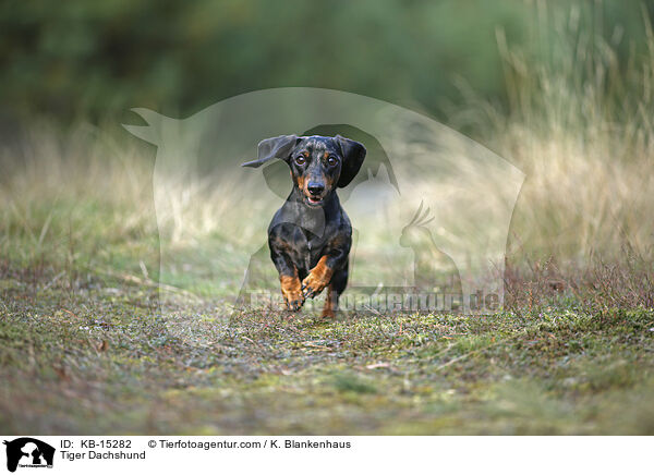 Tigerdackel / Tiger Dachshund / KB-15282