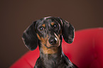 Tigerdachshund Portrait