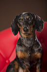 Tigerdachshund Portrait