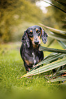 dachshund in the garden