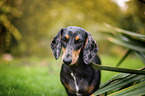 dachshund in the garden