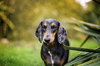 dachshund in the garden