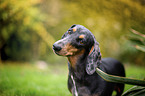 dachshund in the garden