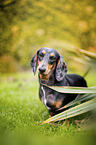 dachshund in the garden