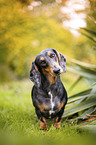 dachshund in the garden