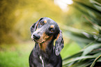 dachshund in the garden