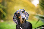 dachshund in the garden