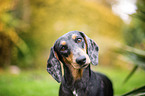 dachshund in the garden