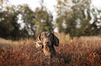 Tiger Dachshund portrait