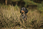 Tiger Dachshund