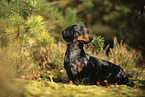 Tiger Dachshund