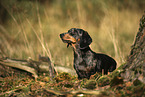 Tiger Dachshund