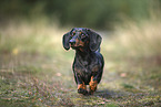 Tiger Dachshund