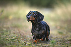 Tiger Dachshund