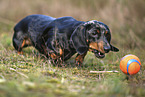 Tiger Dachshund