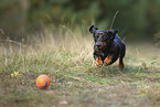 Tiger Dachshund