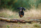 Tiger Dachshund
