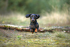 Tiger Dachshund