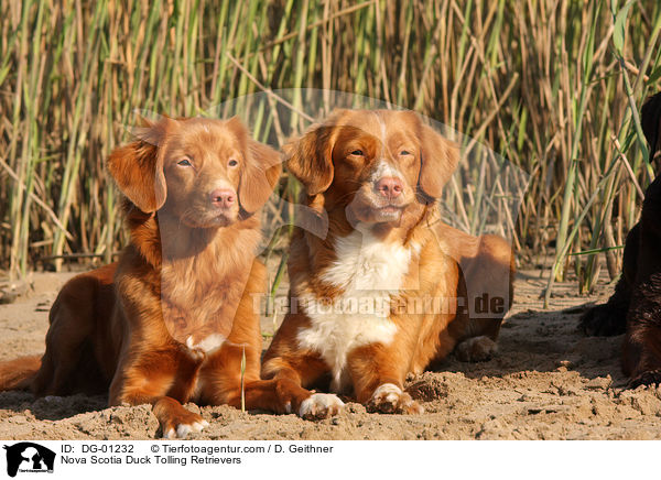 Nova Scotia Duck Tolling Retriever / Nova Scotia Duck Tolling Retrievers / DG-01232