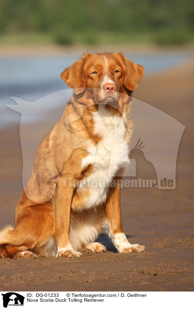 Nova Scotia Duck Tolling Retriever / Nova Scotia Duck Tolling Retriever / DG-01233