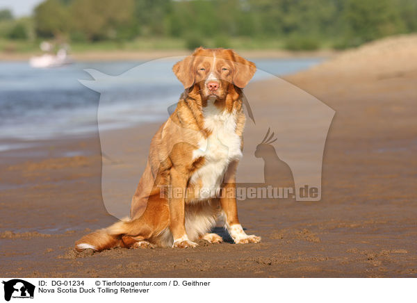 Nova Scotia Duck Tolling Retriever / Nova Scotia Duck Tolling Retriever / DG-01234