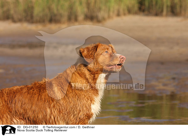 Nova Scotia Duck Tolling Retriever / Nova Scotia Duck Tolling Retriever / DG-01250