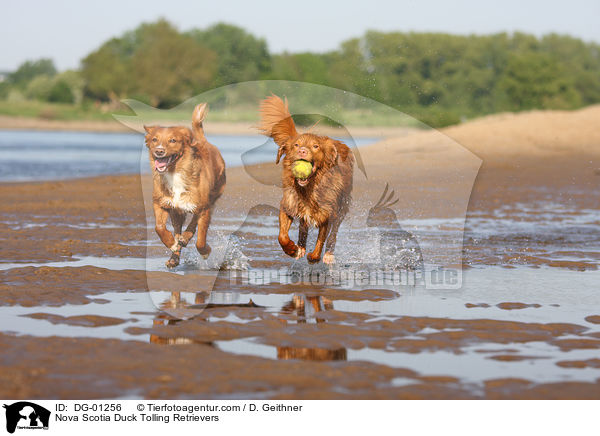 Nova Scotia Duck Tolling Retriever / Nova Scotia Duck Tolling Retrievers / DG-01256