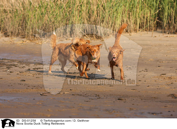 Nova Scotia Duck Tolling Retriever / Nova Scotia Duck Tolling Retrievers / DG-01258