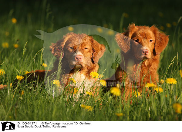 Nova Scotia Duck Tolling Retriever / Nova Scotia Duck Tolling Retrievers / DG-01271
