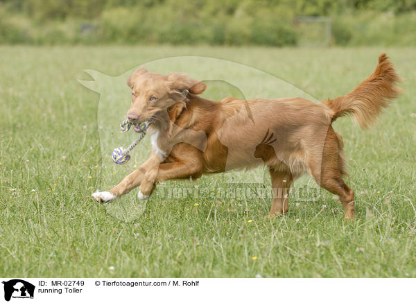 rennender Toller / running Toller / MR-02749