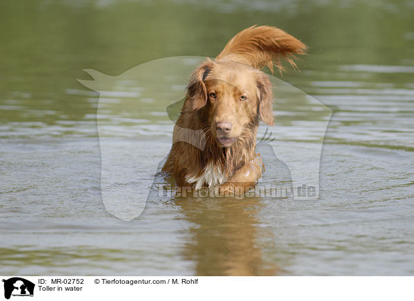 Toller im Wasser / Toller in water / MR-02752