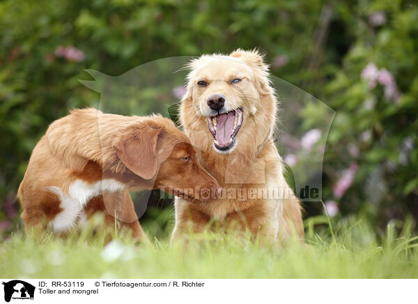 Toller und Mischling / Toller and mongrel / RR-53119