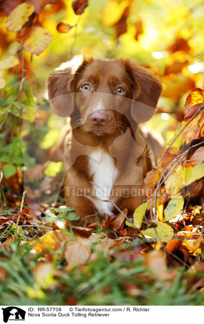 Nova Scotia Duck Tolling Retriever / Nova Scotia Duck Tolling Retriever / RR-57708