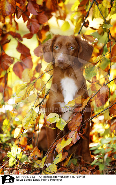 Nova Scotia Duck Tolling Retriever / Nova Scotia Duck Tolling Retriever / RR-57712