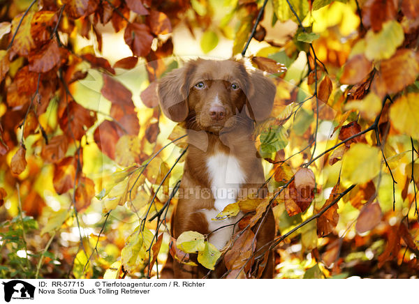 Nova Scotia Duck Tolling Retriever / Nova Scotia Duck Tolling Retriever / RR-57715