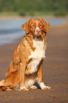 Nova Scotia Duck Tolling Retriever