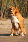 Nova Scotia Duck Tolling Retriever