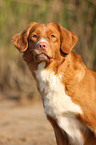 Nova Scotia Duck Tolling Retriever