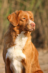 Nova Scotia Duck Tolling Retriever